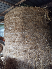 Fieno per animali