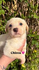 Cucciolina in adozione