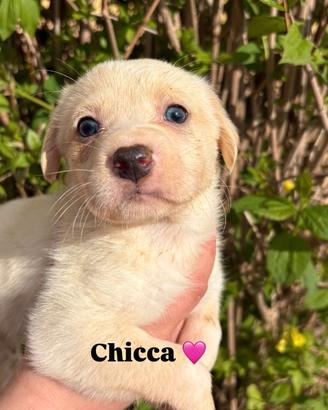 Cucciolina in adozione