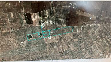 Terreno agricolo olivetato