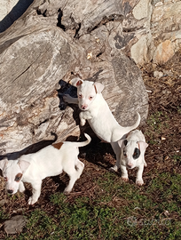 Jack Russell maschi
