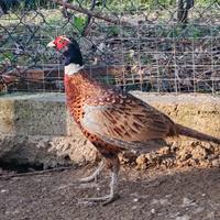 Fagiani della Mongolia