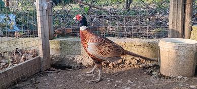 Fagiani della Mongolia