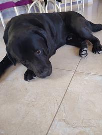 labrador da monta