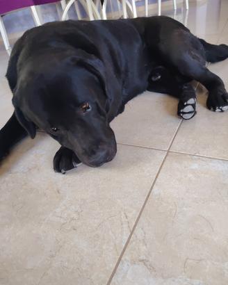 labrador da monta
