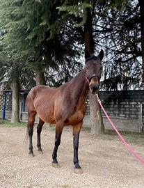 Cavalla di 19 anni ideale per passeggiate