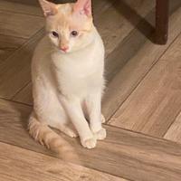 Gatto Giulio