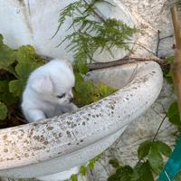 Stupenda cucciolata chihuahua con pedigree