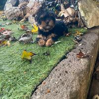 Maschietti dí Yorkshire