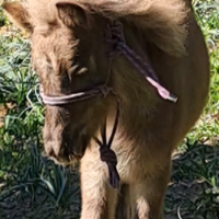 Cavalla/pony falabella