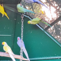 Parrocchetti dal collare