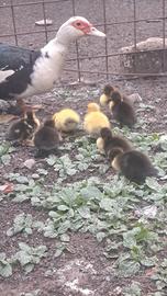 Paperelle (galline)