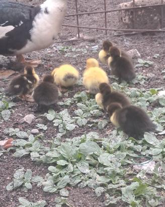 Paperelle (galline)