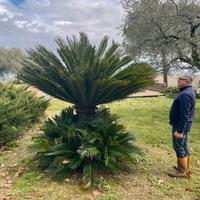 Pianta cicas revoluta