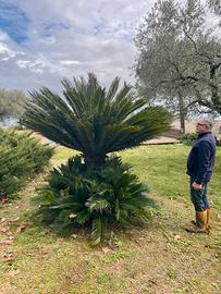 Pianta cicas revoluta