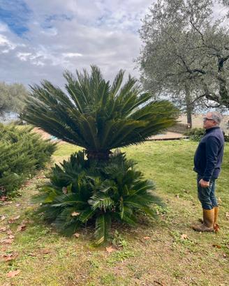 Pianta cicas revoluta