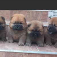 Cuccioli chow chow