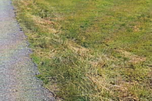 VERDERIO: TERRENO agricolo