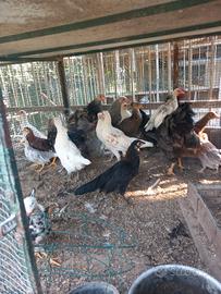 Galline nane