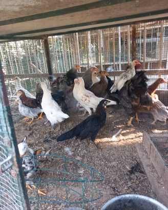 Galline nane