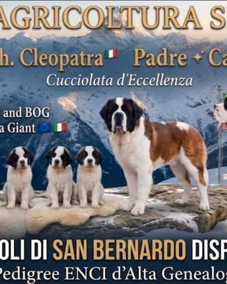 Cane di San Bernardo