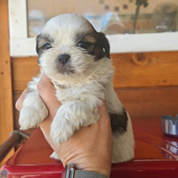 Cuccioli di Shih Tzu o Shitzu