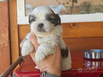 Cuccioli di Shih Tzu o Shitzu