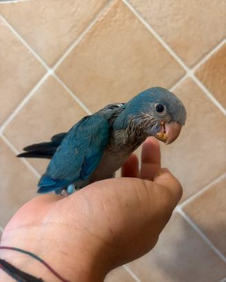 Baby parrocchetti monaco pulli da imbecco