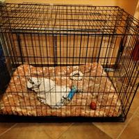 gabbia per cane 