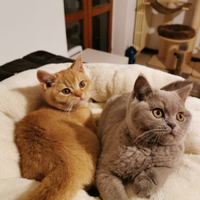 British shorthair cuccioli in tutti i colori