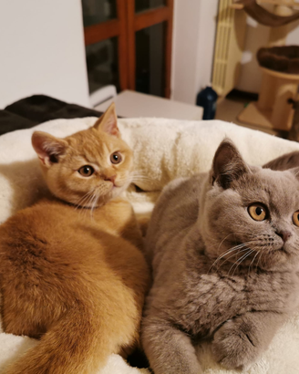 British shorthair cuccioli in tutti i colori