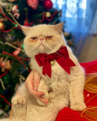 Exotic Shorthair