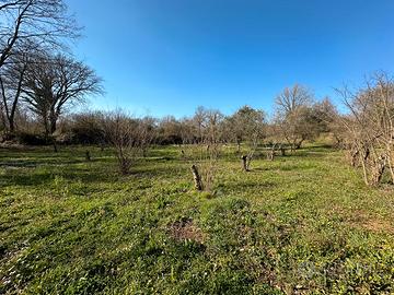 Terreni noccioleto seminativo e castagneto