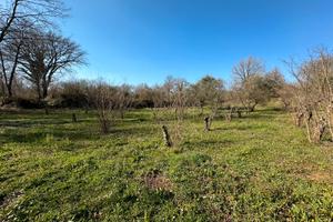 Terreni noccioleto seminativo e castagneto