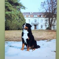 BOVARO bernese Cane Cartolina '80 fedeltà amicizia