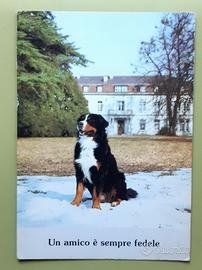 BOVARO bernese Cane Cartolina '80 fedeltà amicizia