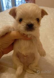 Maltesino
