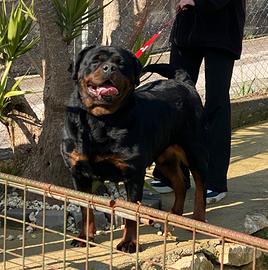 Rottweiler