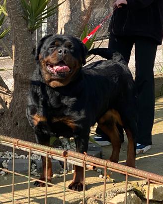 Rottweiler