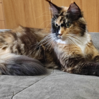 Femmine Maine coon