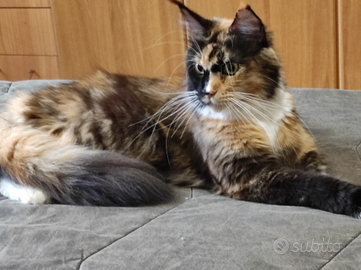 Femmine Maine coon
