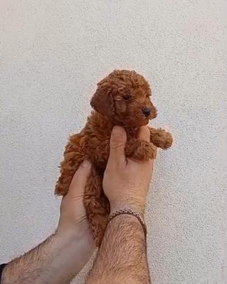 Barboncino toy red femmina e maschio