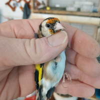 Canarini novelli anellati 2025