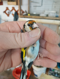 Canarini novelli anellati 2025