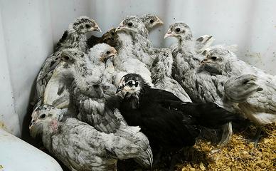 Pulcini Australorp splash