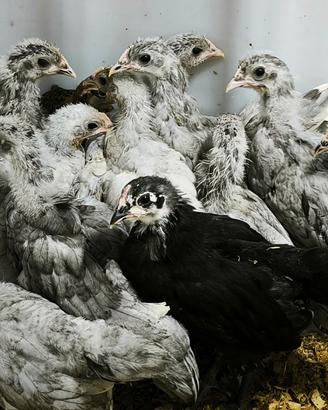 Pulcini Australorp splash