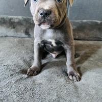 Cucciolo di straffordshire blue