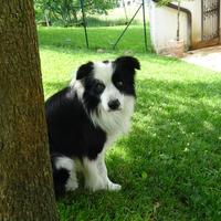Border collie accoppiamento