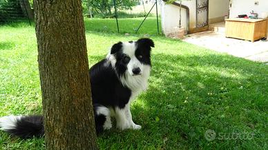 Border collie accoppiamento