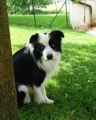Border collie accoppiamento